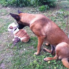 Engelsk bulldog Arthur