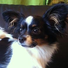 Papillon Maggie