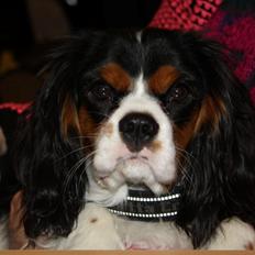 Cavalier king charles spaniel Basse Dion