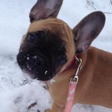 Fransk bulldog Maggie Chanel