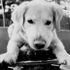 Golden retriever Molly