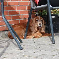 Cocker spaniel Lady <33