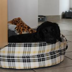 Field Trial Cockerspaniel Meulengrath Bobby Junior [FT COKER SPANIEL]