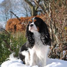 Cavalier king charles spaniel Cuba