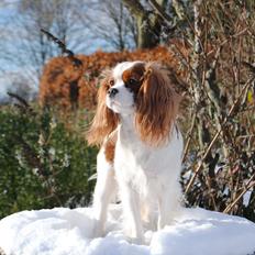 Cavalier king charles spaniel nala