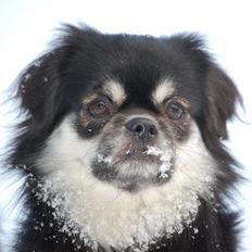 Tibetansk spaniel Bisquit
