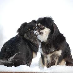 Tibetansk spaniel Bisquit