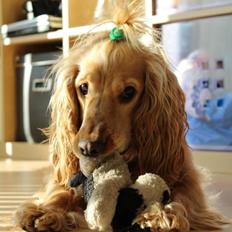 Cocker spaniel Wilma I: