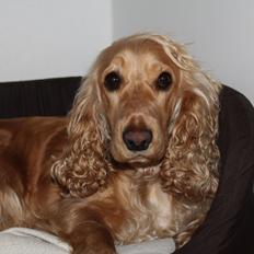 Cocker spaniel Wilma I: