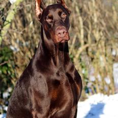 Dobermann Ch. Sant Kreal Russian Rubin