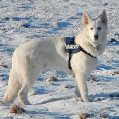 Hvid Schweizisk Hyrdehund Britaje Albert Einstein