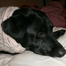 Labrador retriever †.R.I.P June.† 31-01-2014