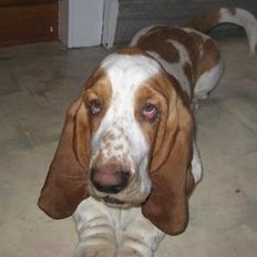 Basset hound Bobass Aslan