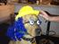 Broholmer Hector