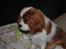 Cavalier king charles spaniel Nova - 5 måneder