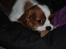 Cavalier king charles spaniel Nova - 5 måneder