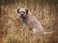 Border terrier Gizmo