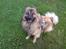Eurasier Alto