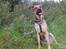 Blanding af racer Bella