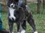 Akita inu Haku go - haku Go 4½ mdr - da jeg hentede hende i Italien