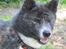 Akita inu Haku go