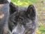 Akita inu Haku go