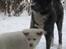 Akita inu Haku go - Og 16 mdr er nu rundet og lillebror er kommet hjem fra Belgien - og haku har taget imod ham på dejligste storesøster vis.. 