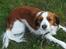 Kooikerhondje Bobby - lydigheds trænig<3