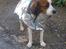 Kooikerhondje Bobby - Bobby med et hjemmelavede dækken på en laang tur<3