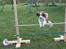 Kooikerhondje Bobby - Agillity træning<3