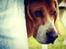 Beagle Basil - Min Smukke hund oppe på trampolinen<33:-*