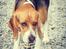 Beagle Basil - Har du grædt lille hund.<33:-(:-*