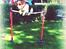 Beagle Basil - Bassen der springer 90cm<33