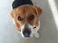 Beagle Basil