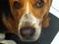 Beagle Basil - Mig.. Nej da..  Jeg har ikke spist kagen...<33