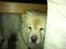 Chow chow Nala