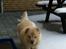 Chow chow Nala
