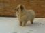 Chow chow Nala