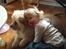 Chow chow Nala
