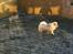 Chow chow Nala