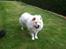 Chow chow Nala