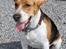Beagle Basil