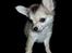 Chihuahua Topper - 2013 - Stump foto