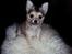Chihuahua Topper - 2013 - Stump foto