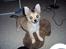 Chihuahua Topper - 2013 - Stump foto