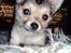 Chihuahua Topper - 2013 - Stump foto
