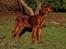 Irsk setter Cody R.F.S (run free sweetheart)  - Cody 19uger gammel
