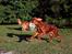 Irsk setter Cody R.F.S (run free sweetheart) 