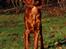 Irsk setter Cody R.F.S (run free sweetheart) 