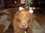 Nova scotia duck tolling retriever Simba - Åårh lille søde Simba med hans nissehue!<3
